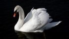 swan_bird_water_swim_black_background_56692_2560x1440