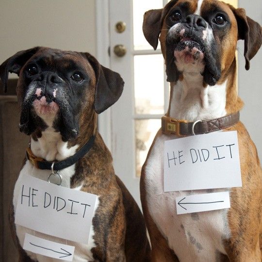 silly boxers