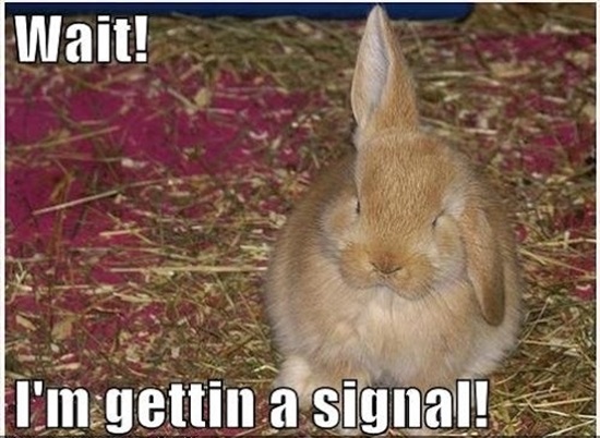 Funny-Rabbit-Pictures-8