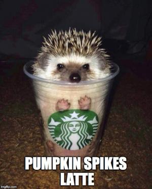 pumpkin spikes latte funny spice meme fall autumn